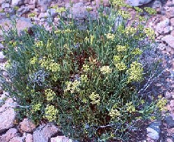 Crithmum naritimum