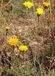 Reichardia picroides maritima