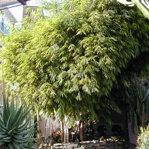 Bambusa macroculmis