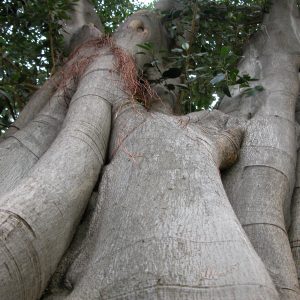 Ficus glabella