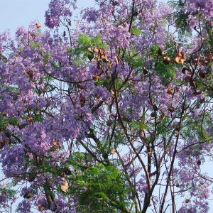 Jacaranda mimosaefolia
