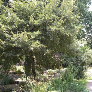 Quercus fontanesii