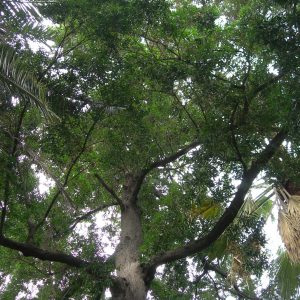 Podocarpus nerifolia